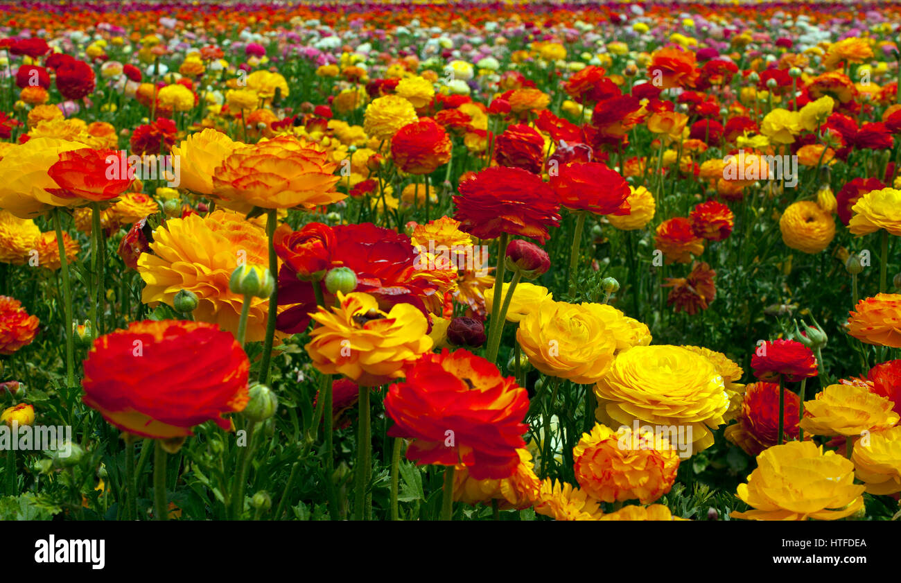 Rows of colorful flowers grow on a hillside in Carlsbad, California