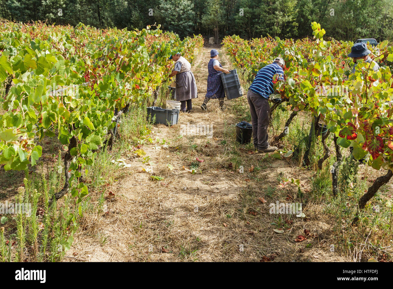 Grape picking workers in the field Grape harvest Serra da Estrela