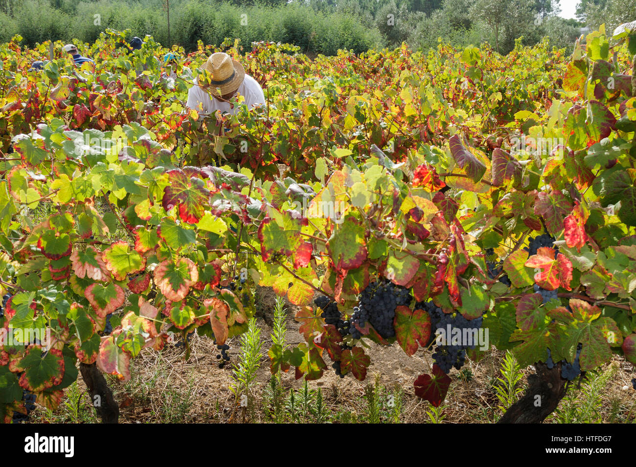 Grape harvest - Serra da Estrela - Grape picking a man wearing a straw hat working in the field Stock Photo