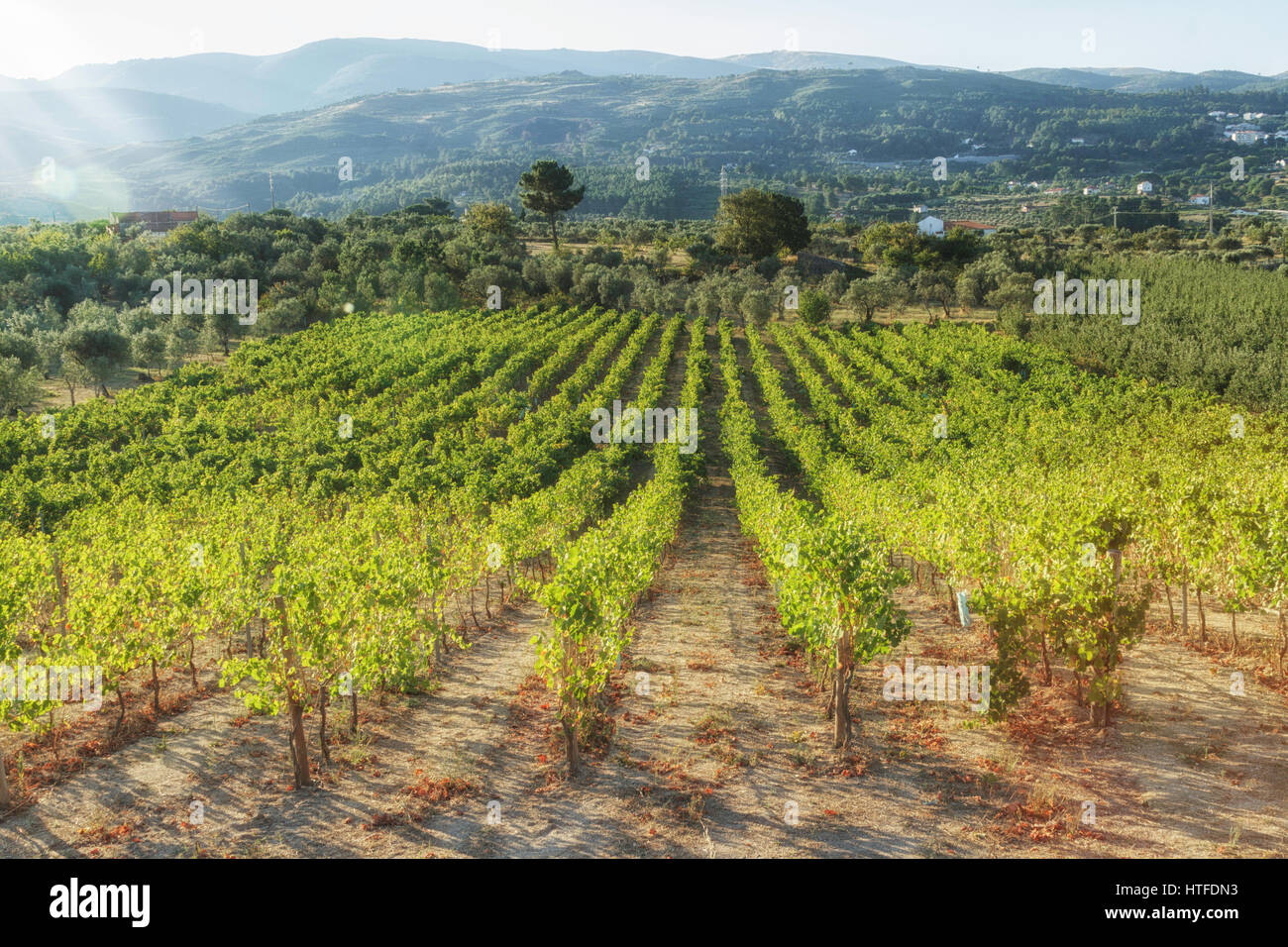 Vineyard - rows of vines - Grape harvest - Quinta do Aral vineyard  - morning light with Serra da Estrela hills in the background Stock Photo