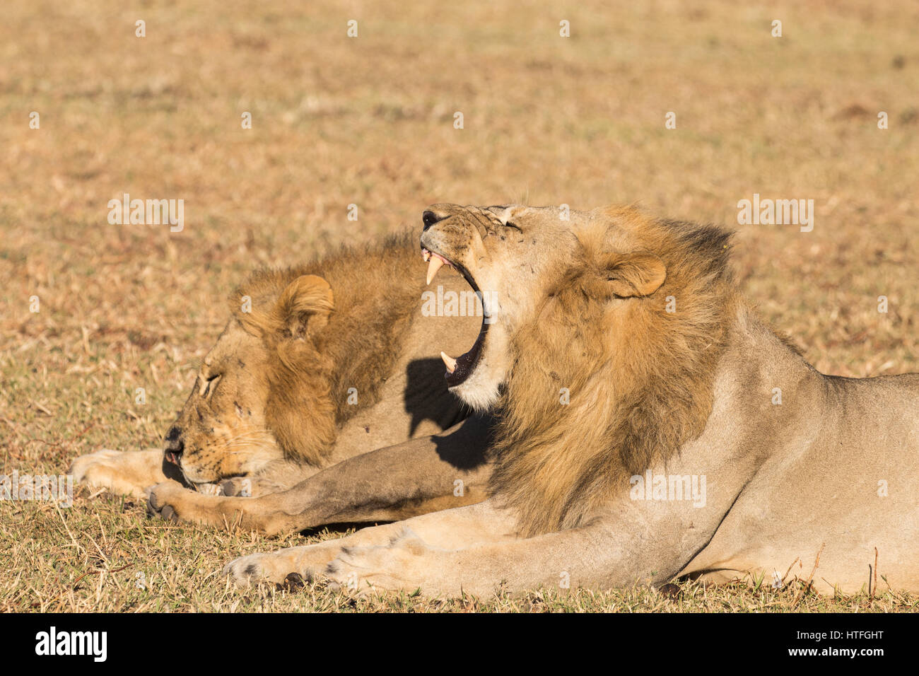 Young adult male lion showing his teeth stock photo alamy