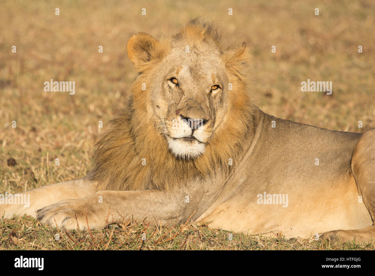 Portrait of young adult male lion stock photo alamy