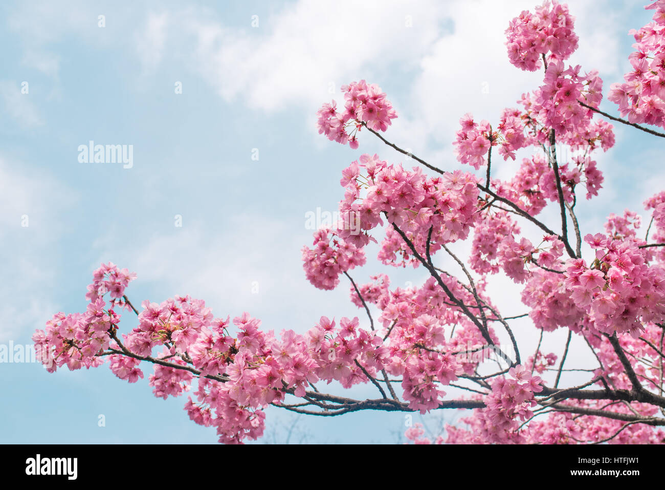 Beautiful cherry blossom sakura in spring time over blue sky Stock ...