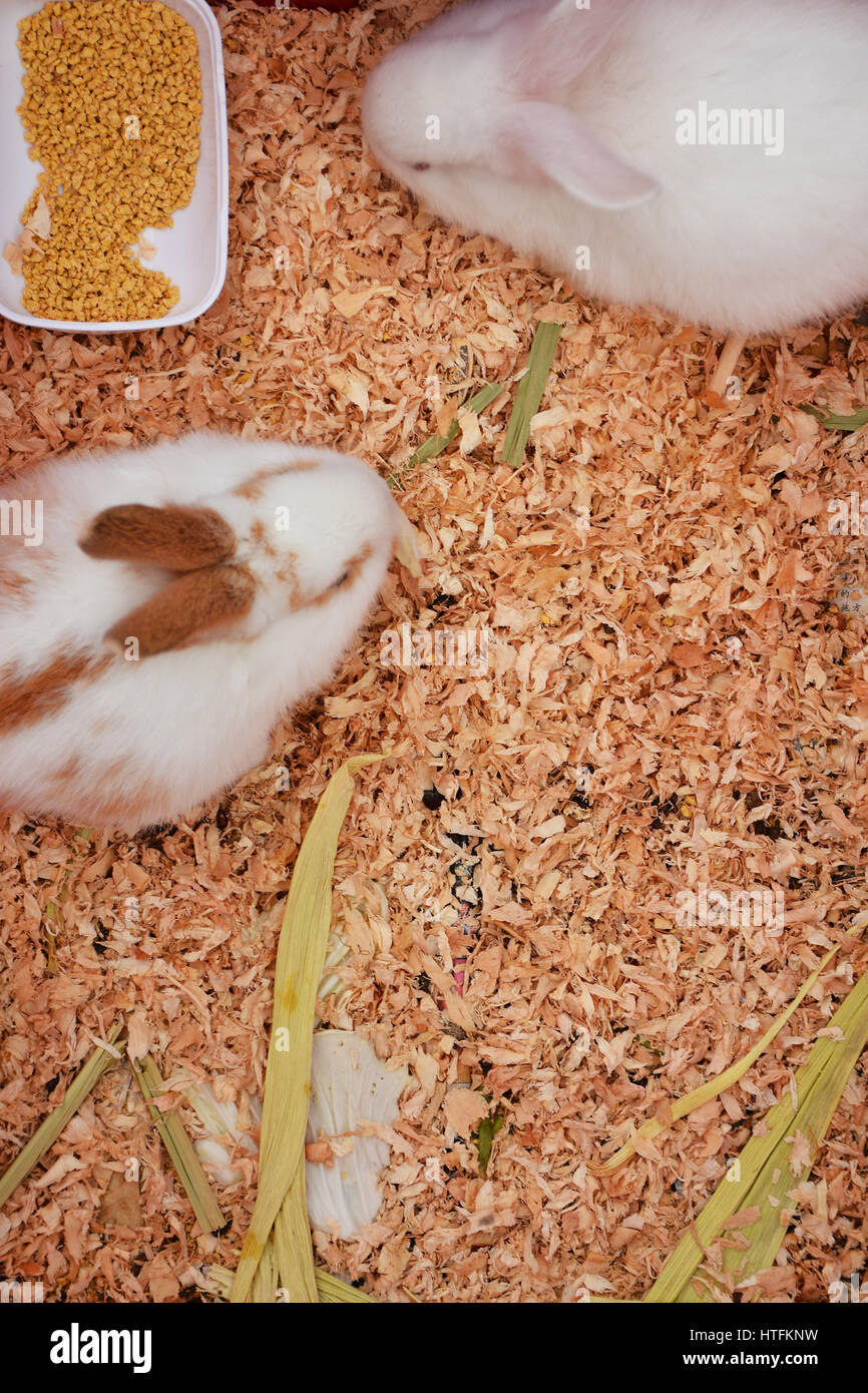 Rabbit Season Stock Photo Alamy