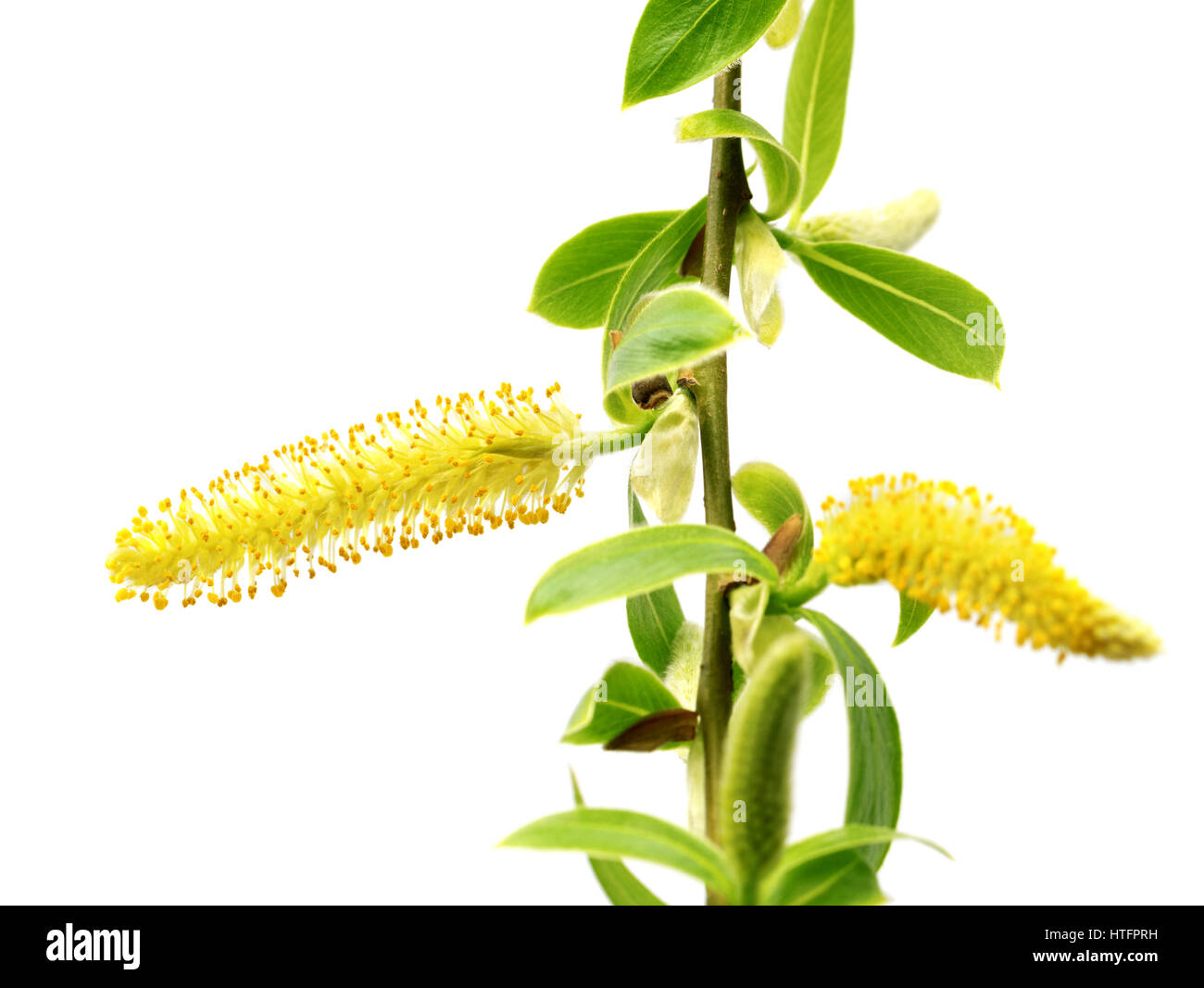 Spring twigs of willow with young green leaves and yellow catkins. Isolated on white background. Close-up view. Stock Photo