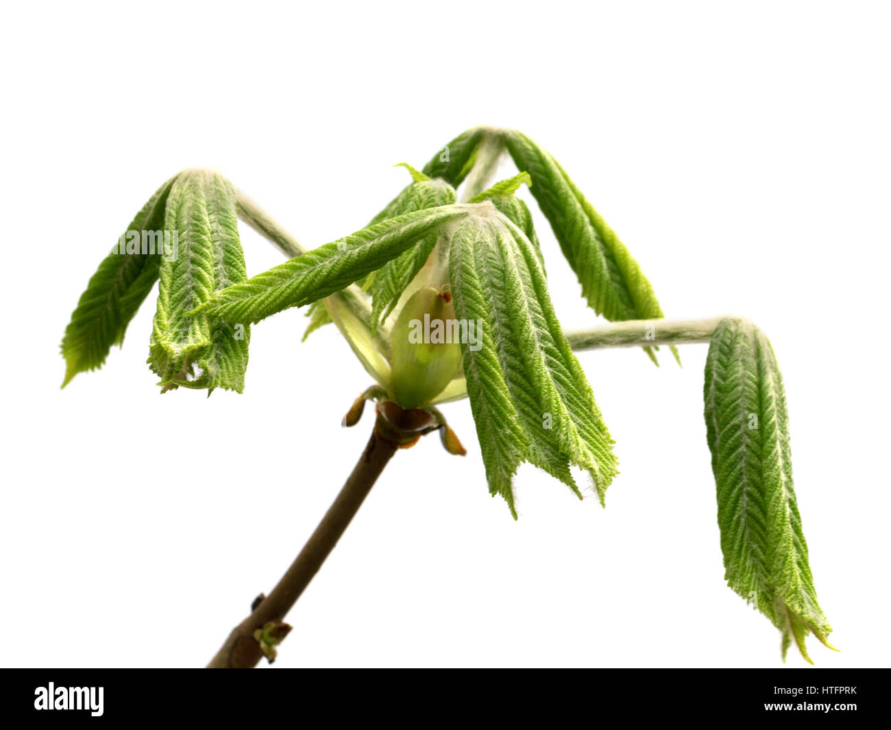 Spring twigs of horse chestnut tree (Aesculus hippocastanum) with young green leaves. Isolated on white background. Close-up view. Stock Photo