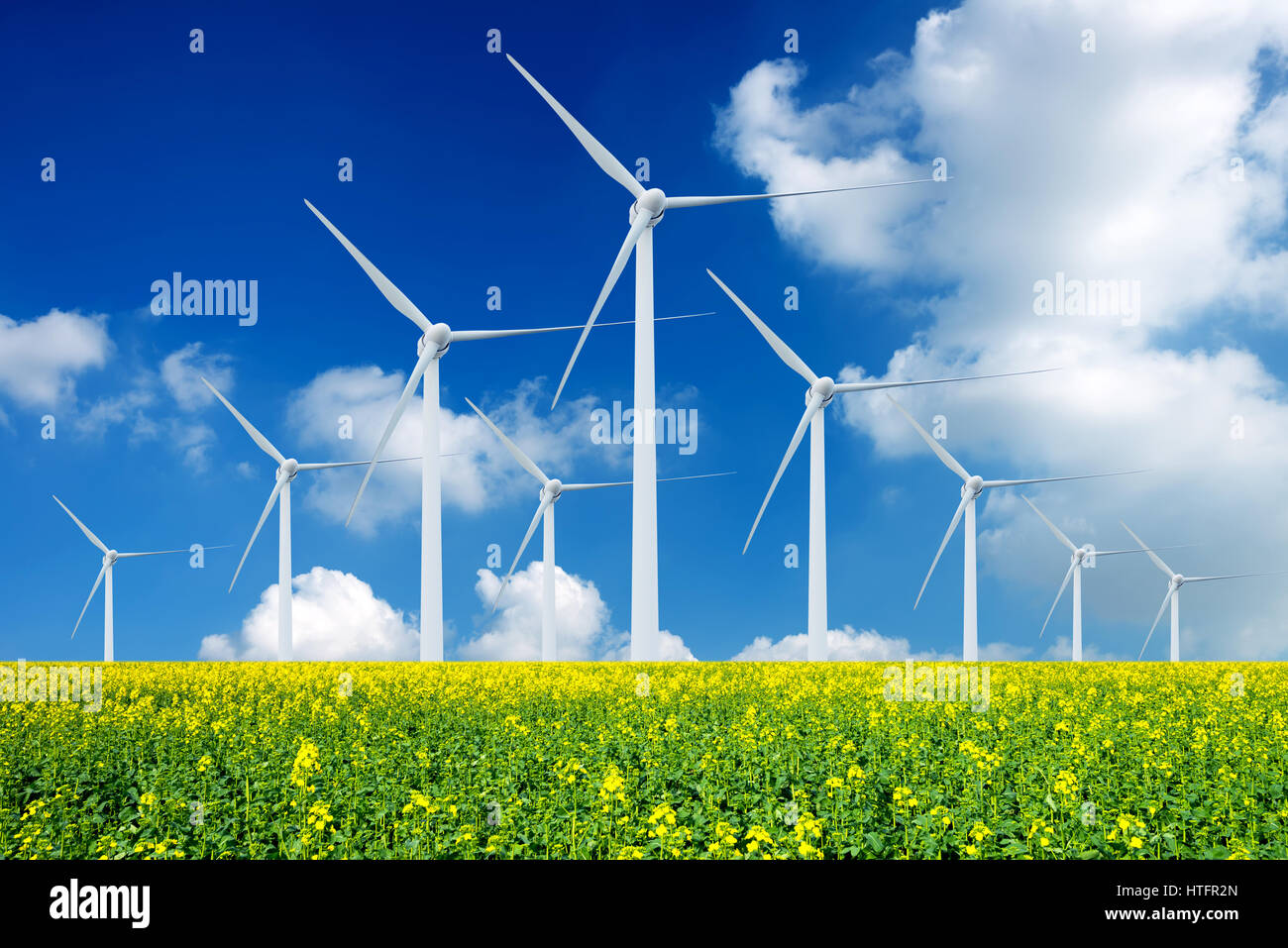 Under the blue sky wind turbines, in the vast expanse of canola flower ...
