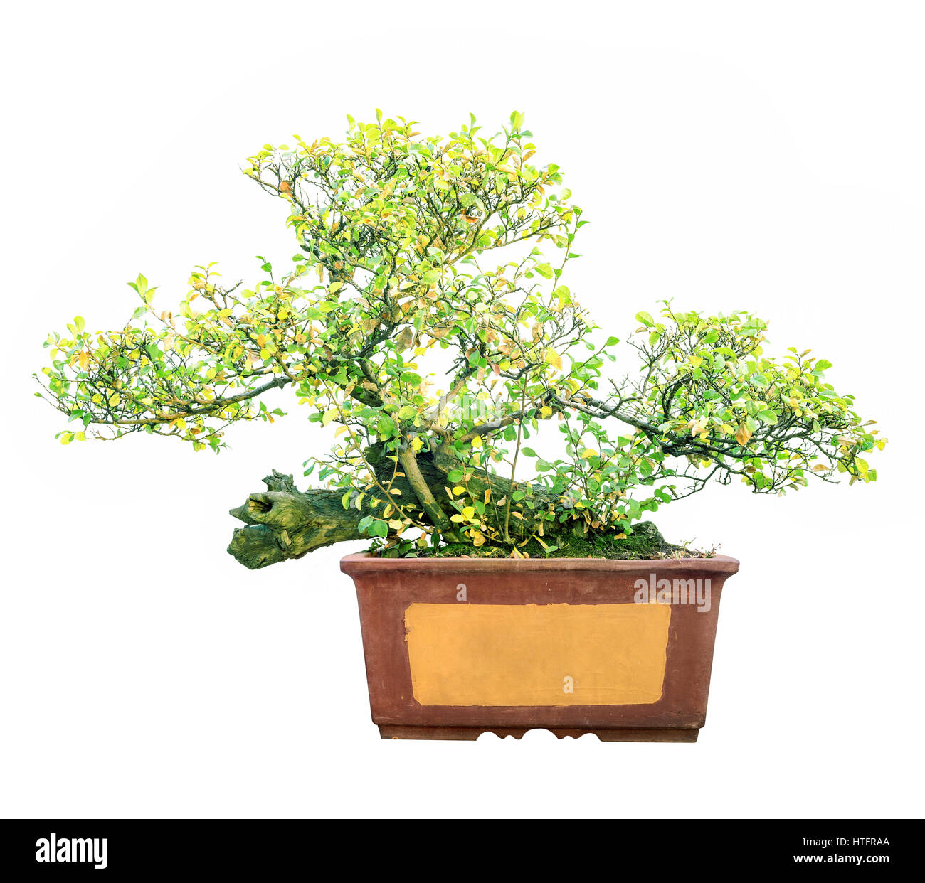 Trees in pots Cut Out Stock Images & Pictures Alamy