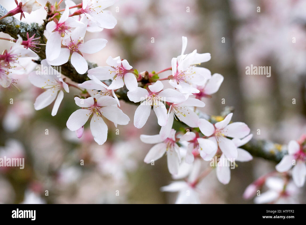 Prunus incisor 'Odoriko' blossoms in Spring. Stock Photo