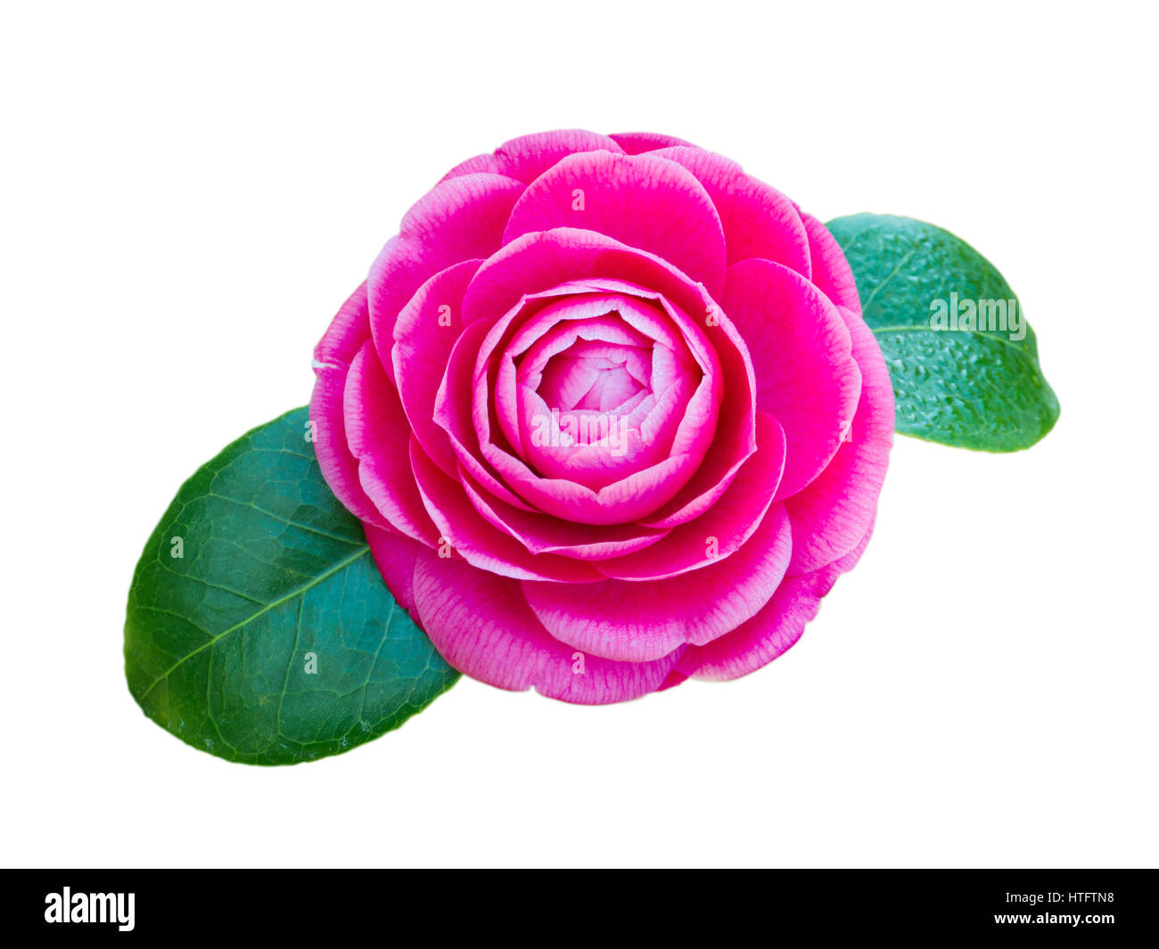 Pink camellia rose form flower with leaves isolated on white Stock Photo
