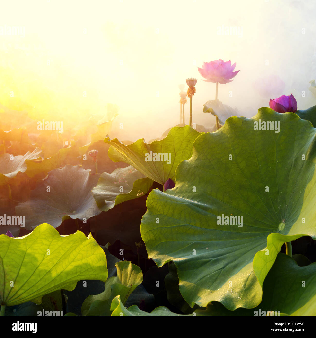 Beautiful lotus flower hi-res stock photography and images - Alamy