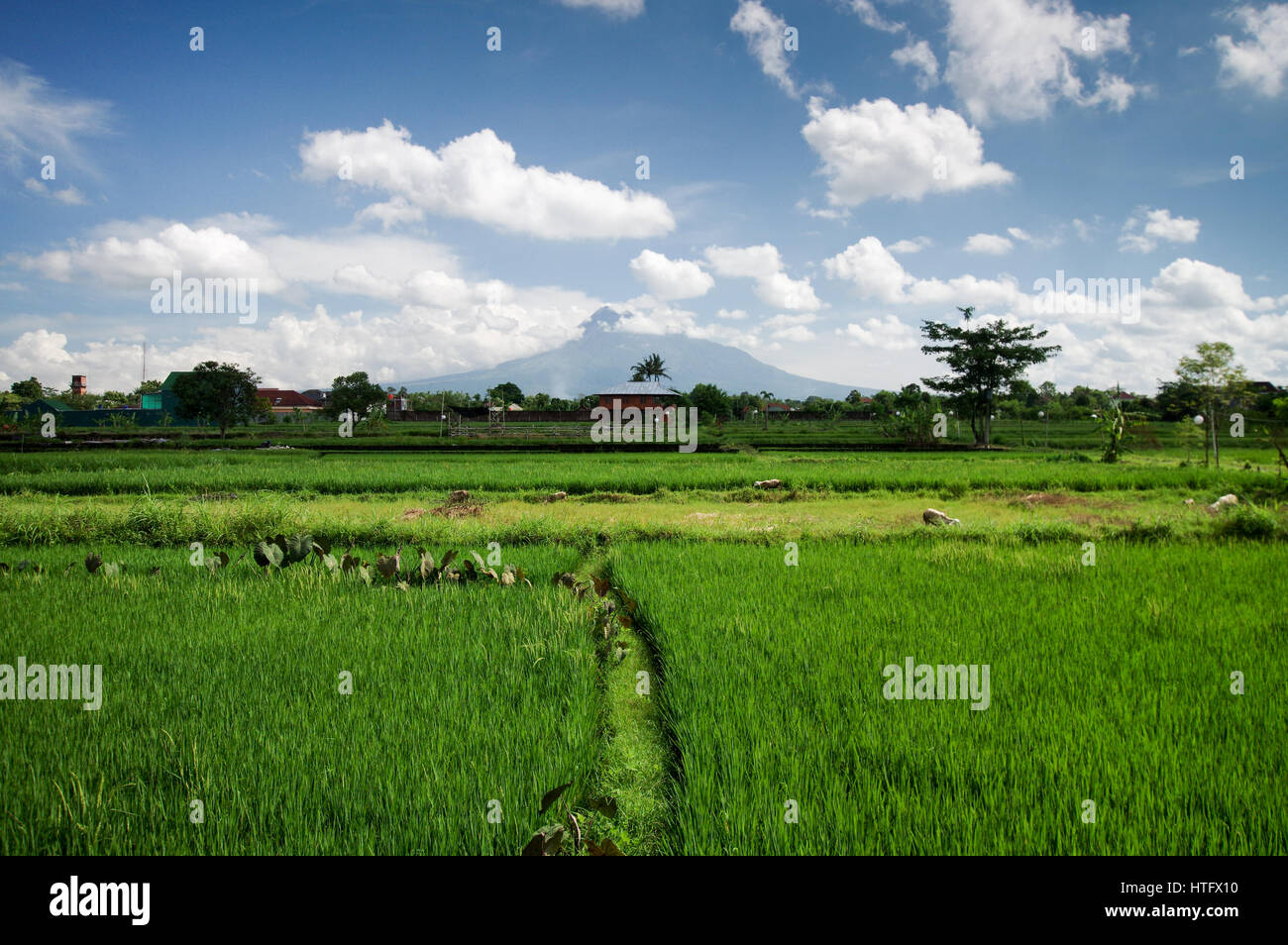 Gunung Merapi volcano towering over rice fields on the outskirts of Yogyakarta - Central Java, Indonesia Stock Photo