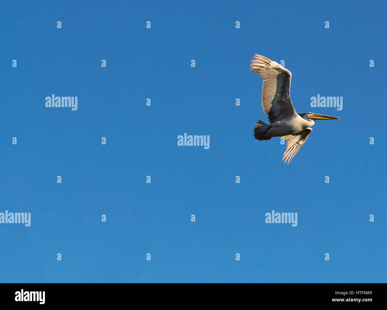 Great White Pelican, Pelecanus onocrotalus, in Flight Isolated with ...
