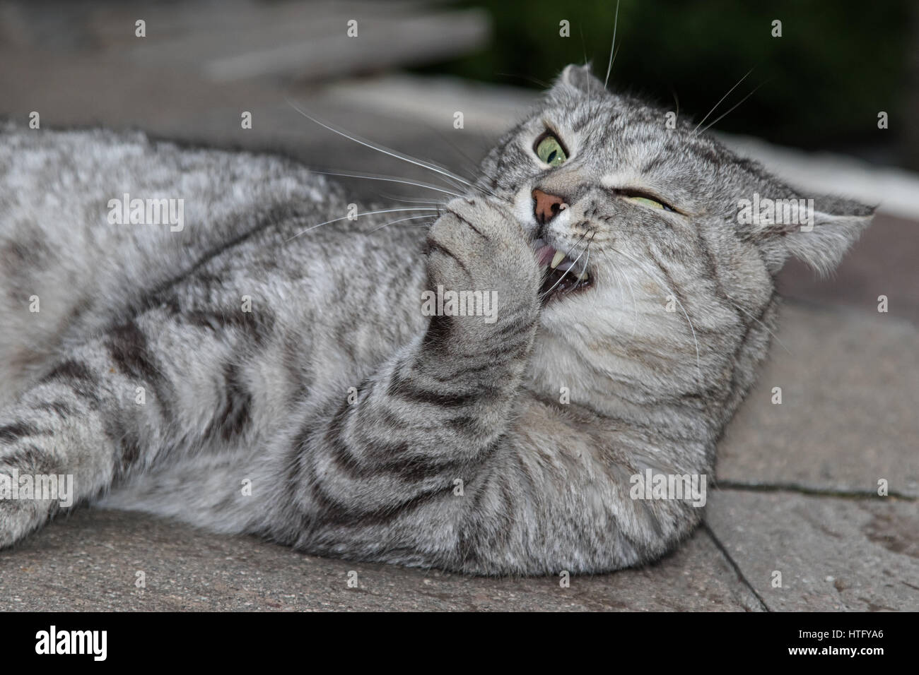 Funny grey cat licking paw Stock Photo Alamy