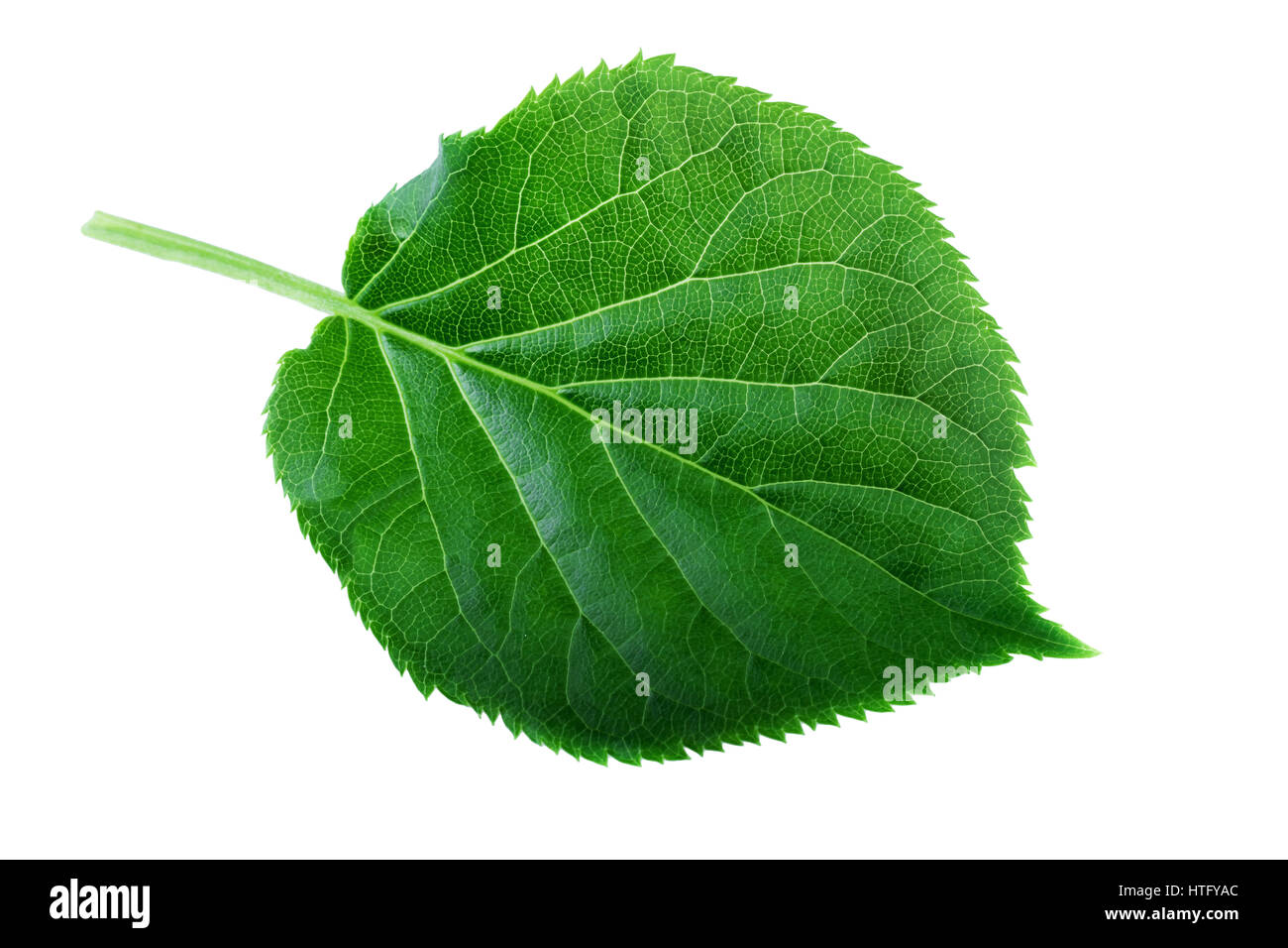 Green leaf isolated on white. Leaf structure and spring nature concept Stock Photo