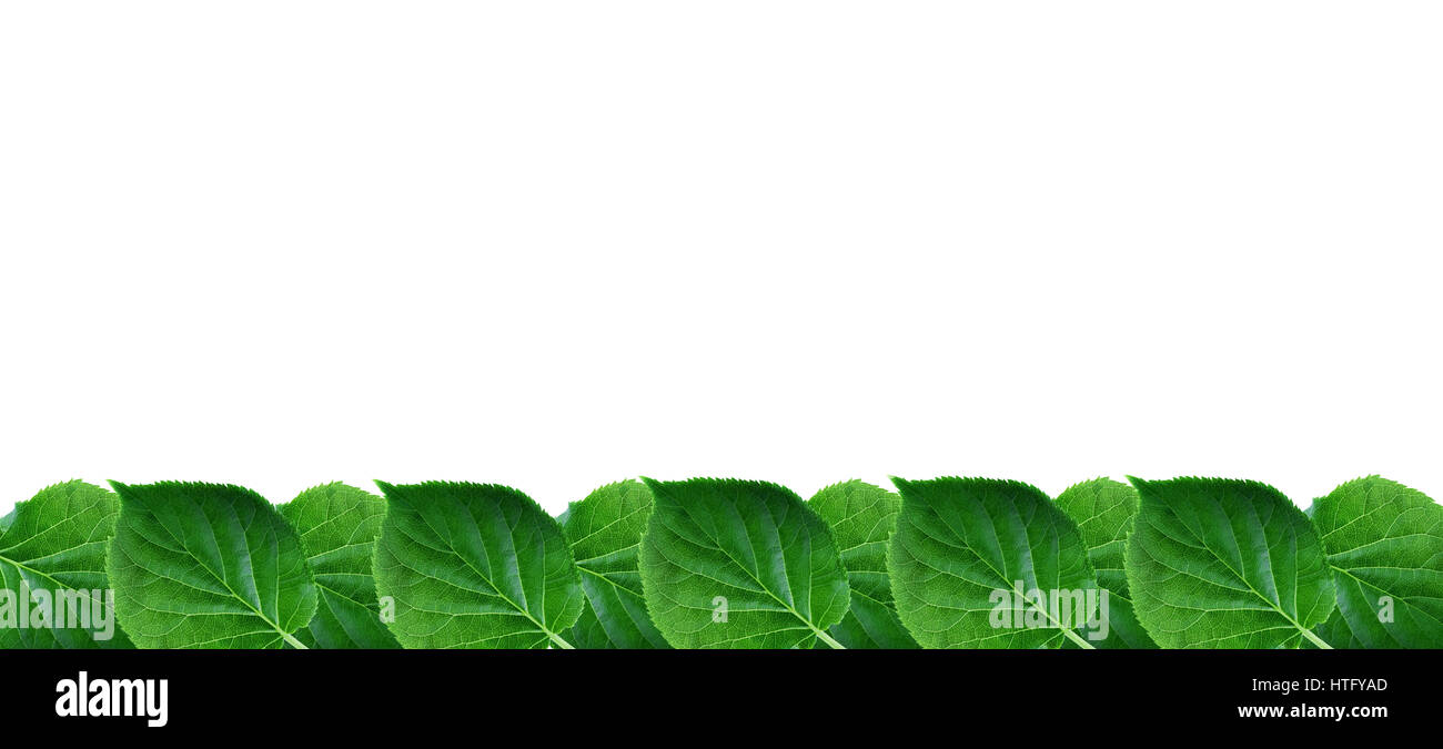 Wide spring border with green leaves lush foliage arrangement on white background Stock Photo