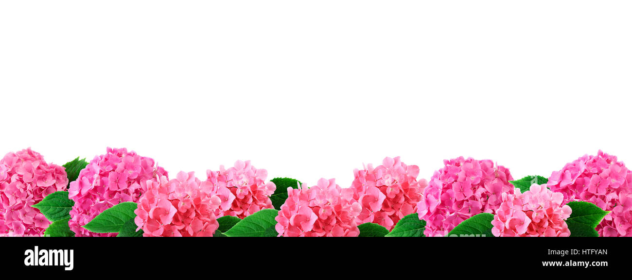 Hydrangea flowers border pink hortensia flower with leaf isolated on white background with copy space Stock Photo