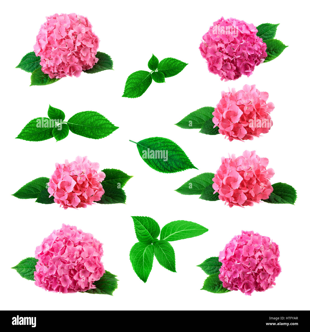 Set of pink hortensia flowers and leaves. Large collection with hydrangea flower isolated on white background Stock Photo