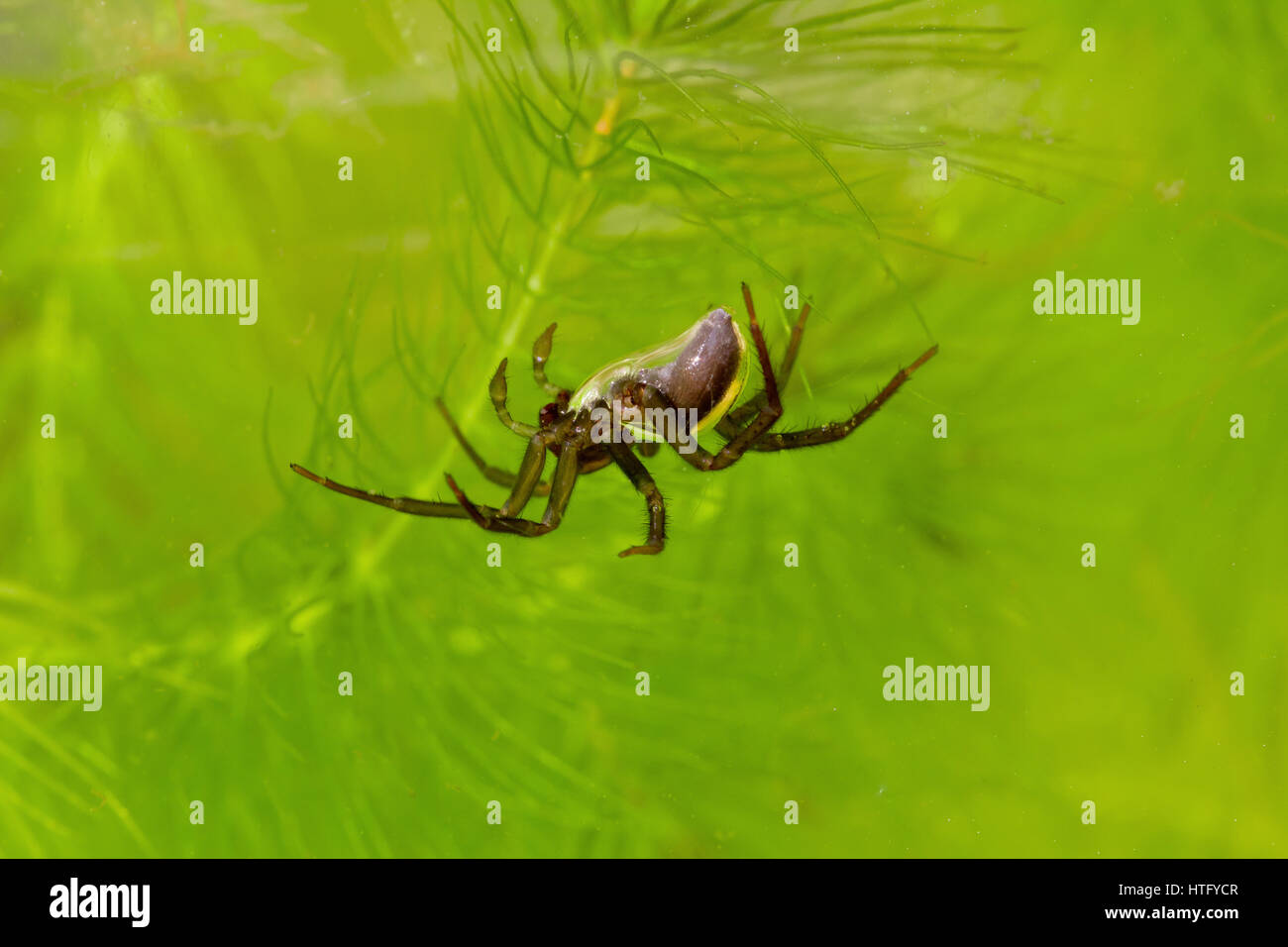Diving bell spider Stock Photo Alamy
