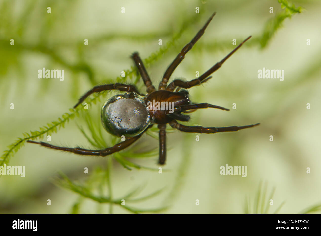 Diving bell spider Stock Photo Alamy