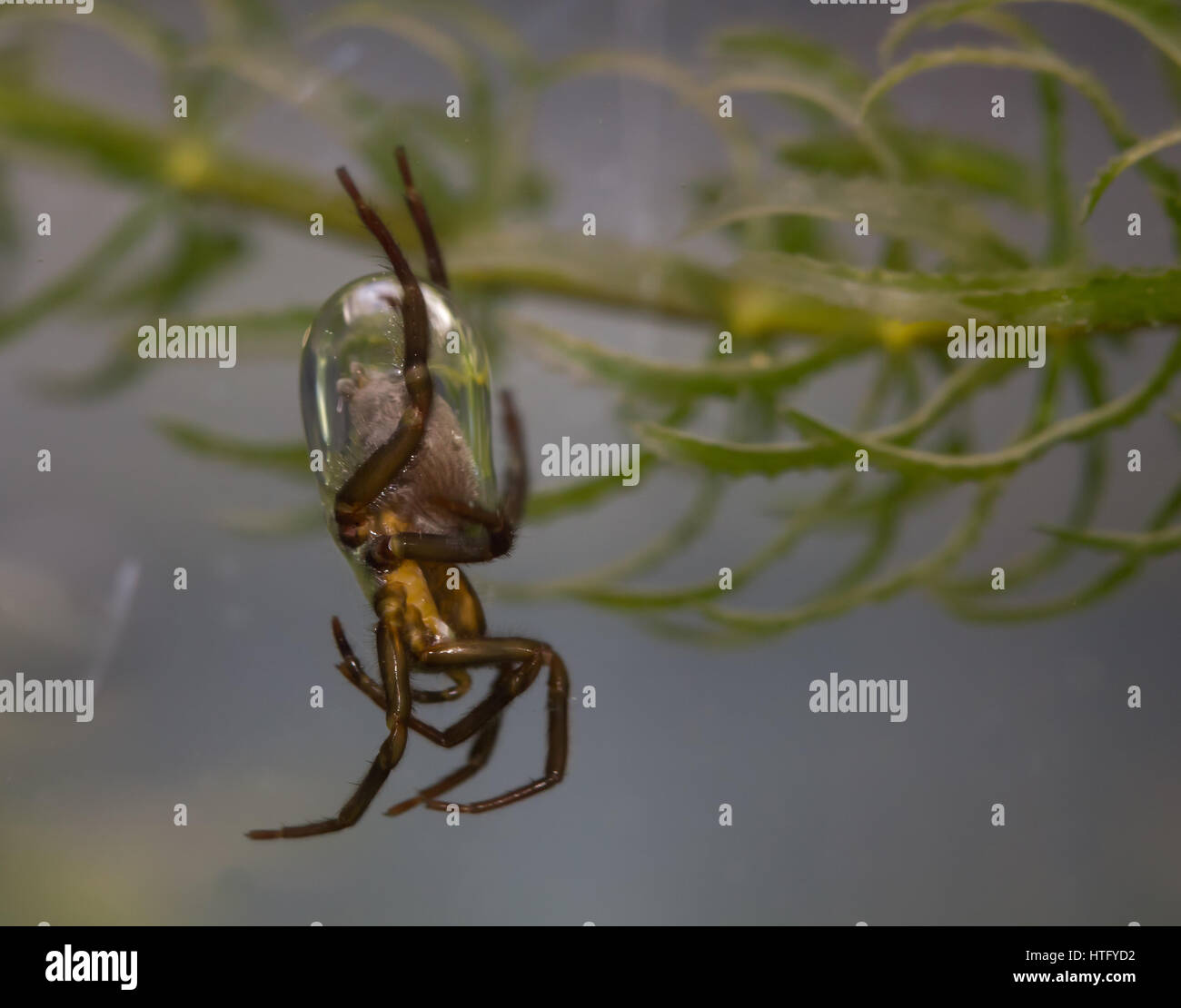 Diving bell spider Stock Photo Alamy