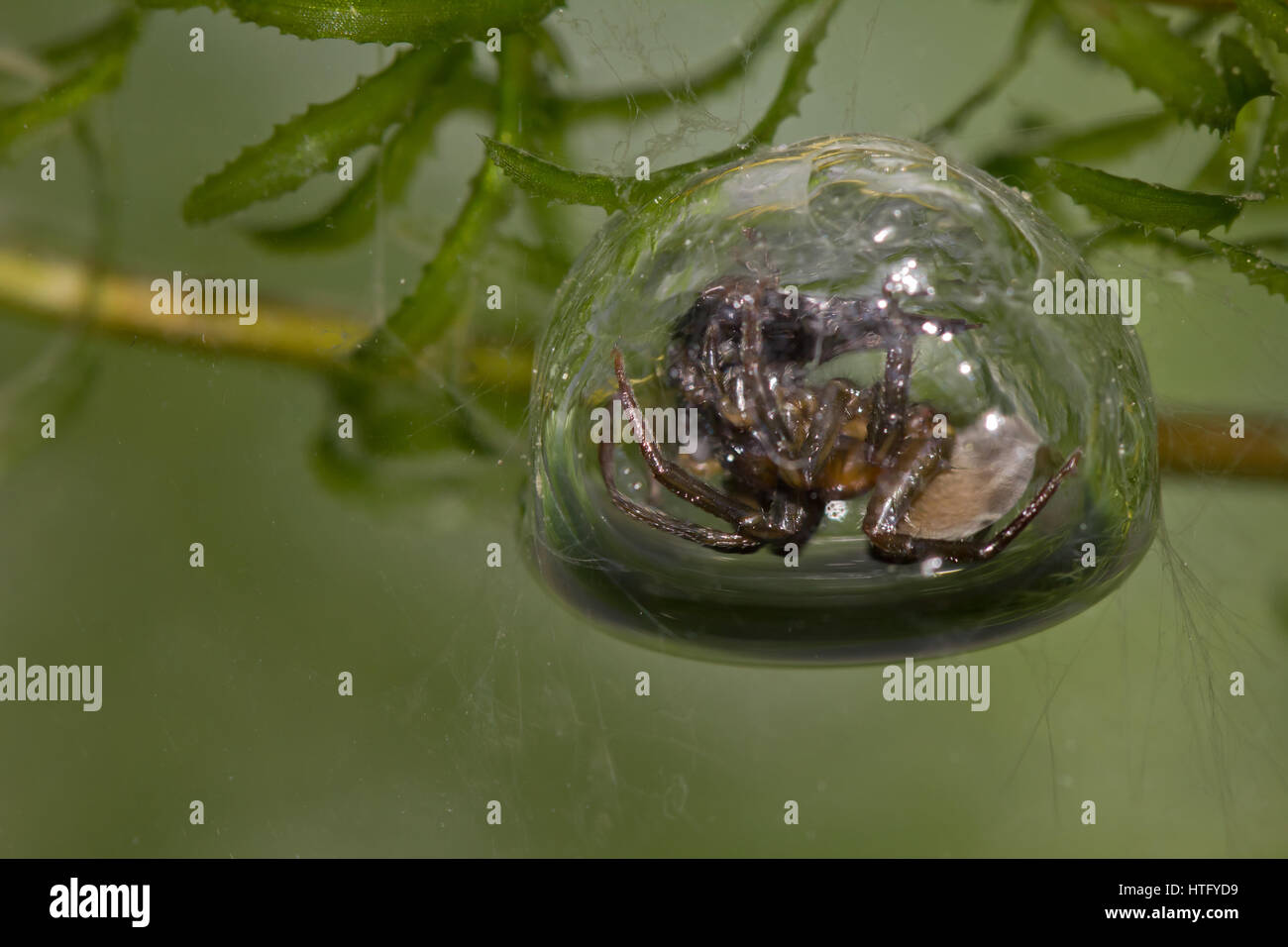 Water spider bubble hi-res stock photography and images - Alamy