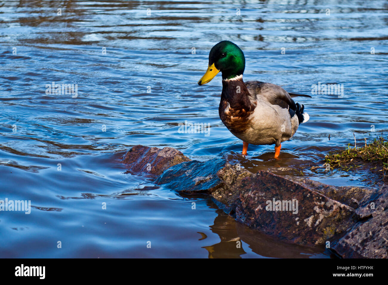 Mallard duck Stock Photo