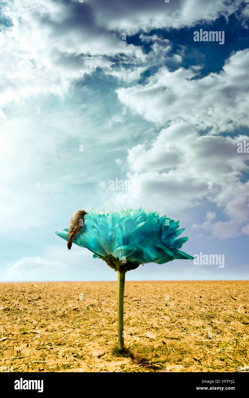 bird standing on a giant flower growing out of a dry ground, imagination and surreal concept Stock Photo