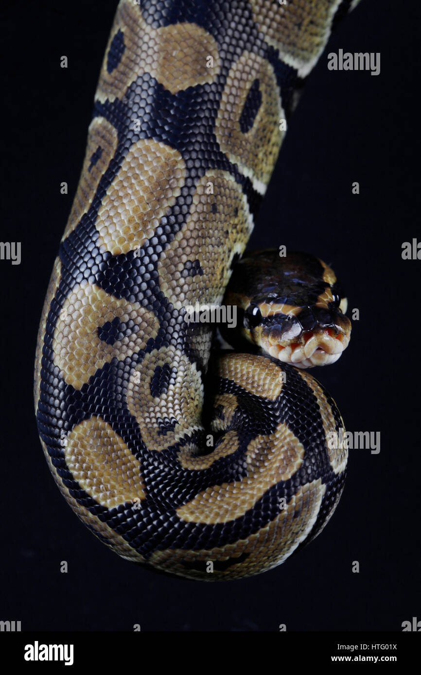 Python snake portrait in studio Stock Photo - Alamy