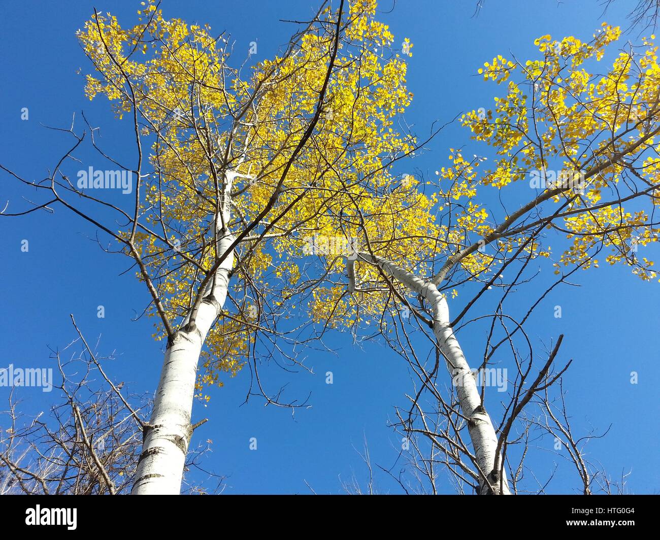 Birch Trees and Blue Sky Stock Photo - Alamy