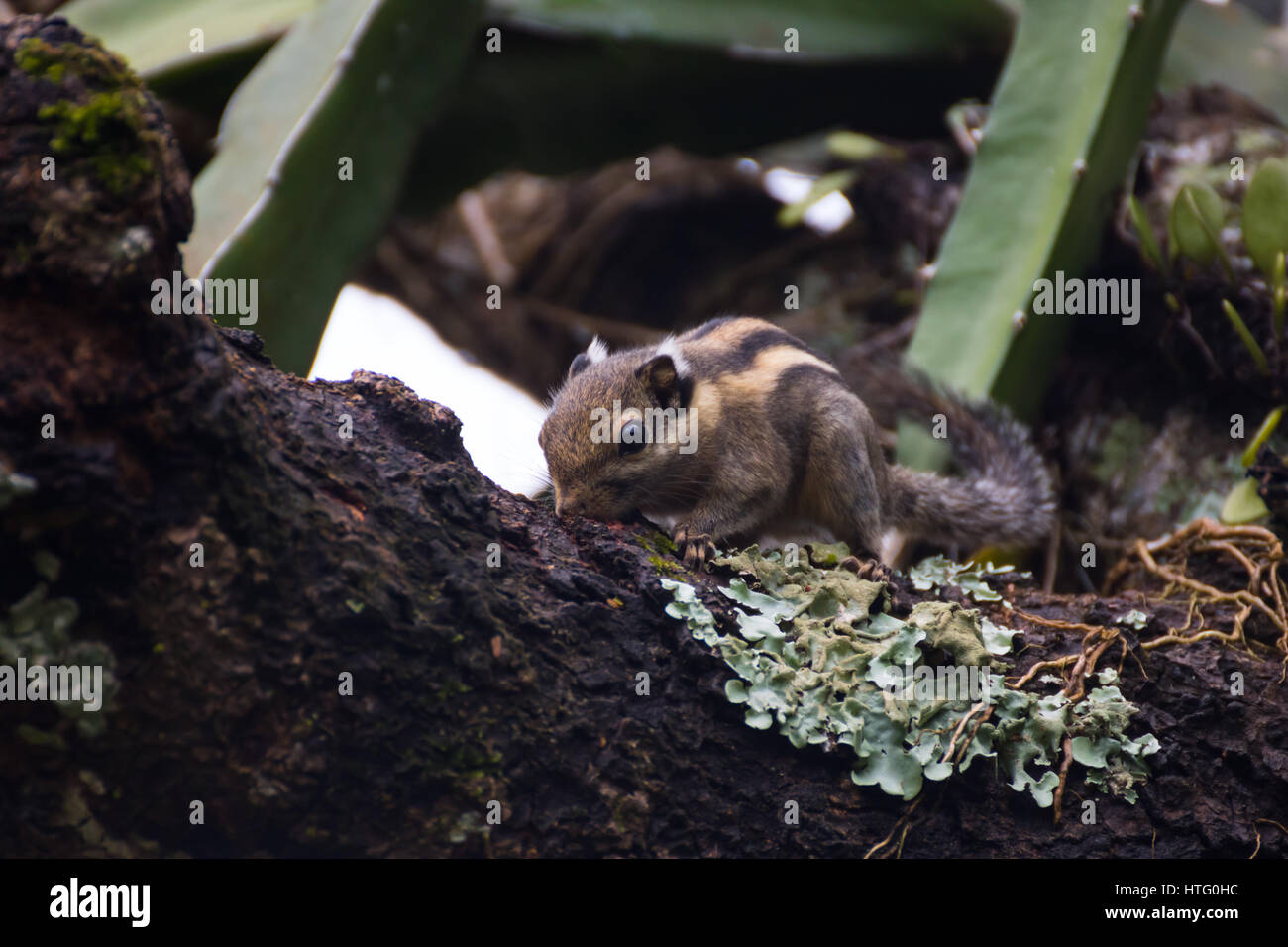 Himalayan striped squirrel on a branch Stock Photo