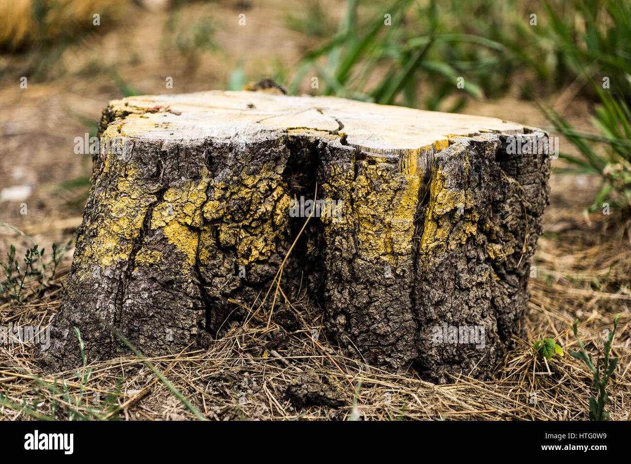 Stump removal hi-res stock photography and images - Alamy