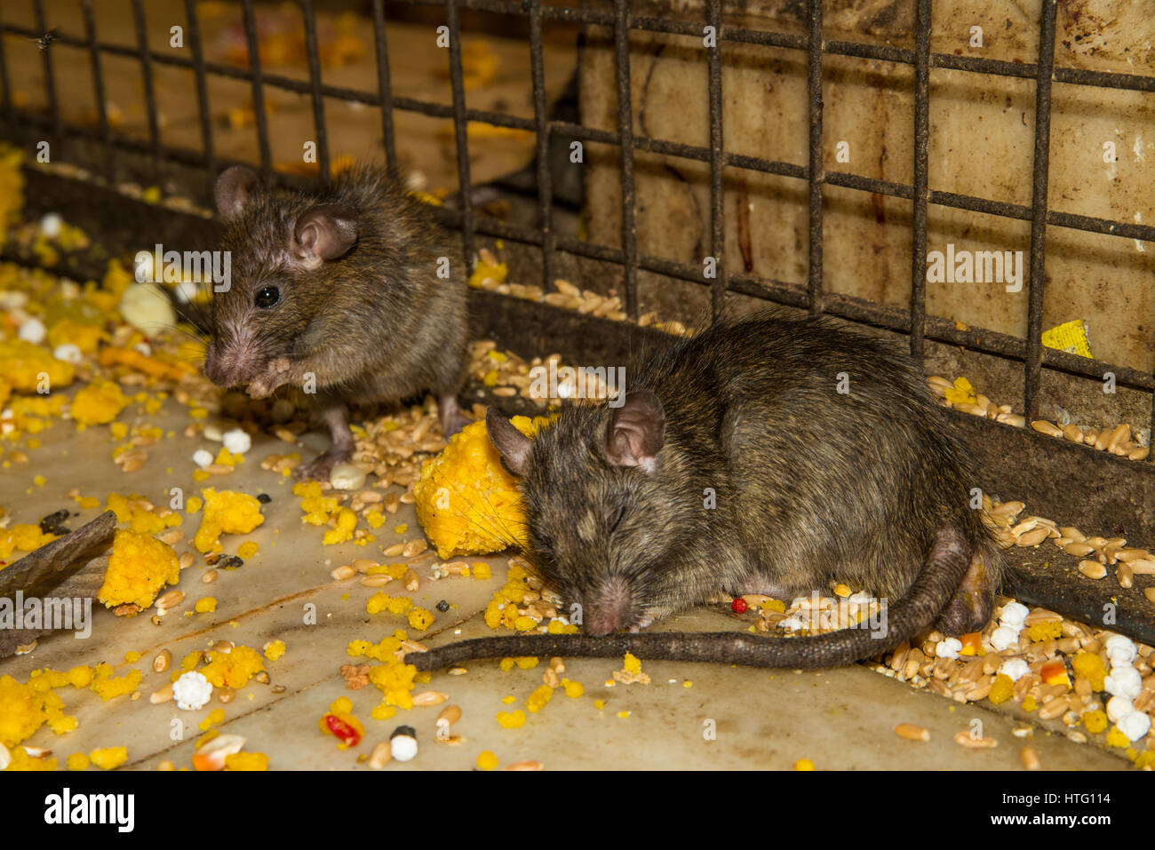 Feeding rats in Karni Mata temple in Rajasthan, India Stock Photo - Alamy