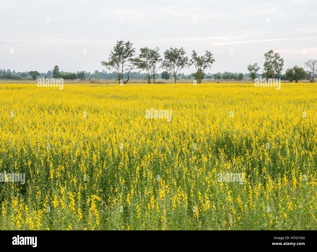 Large Crotalaria field in the countryside farm of Thailand. Stock Photo