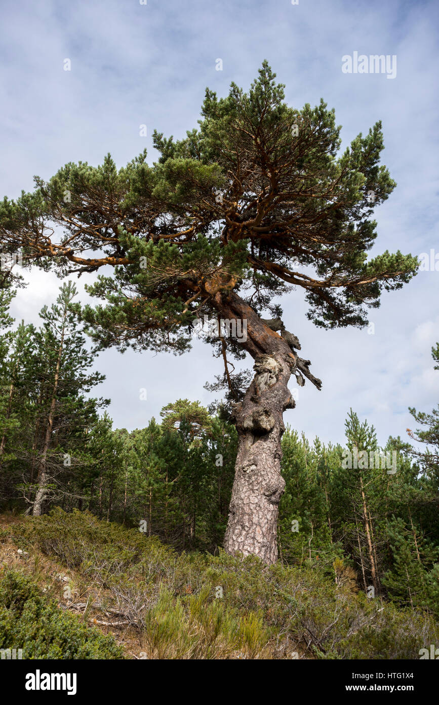 Scots pine forest and padded brushwood (Cytisus oromediterraneus and Juniperus communis) in Siete Picos (Seven Peaks) range. Stock Photo