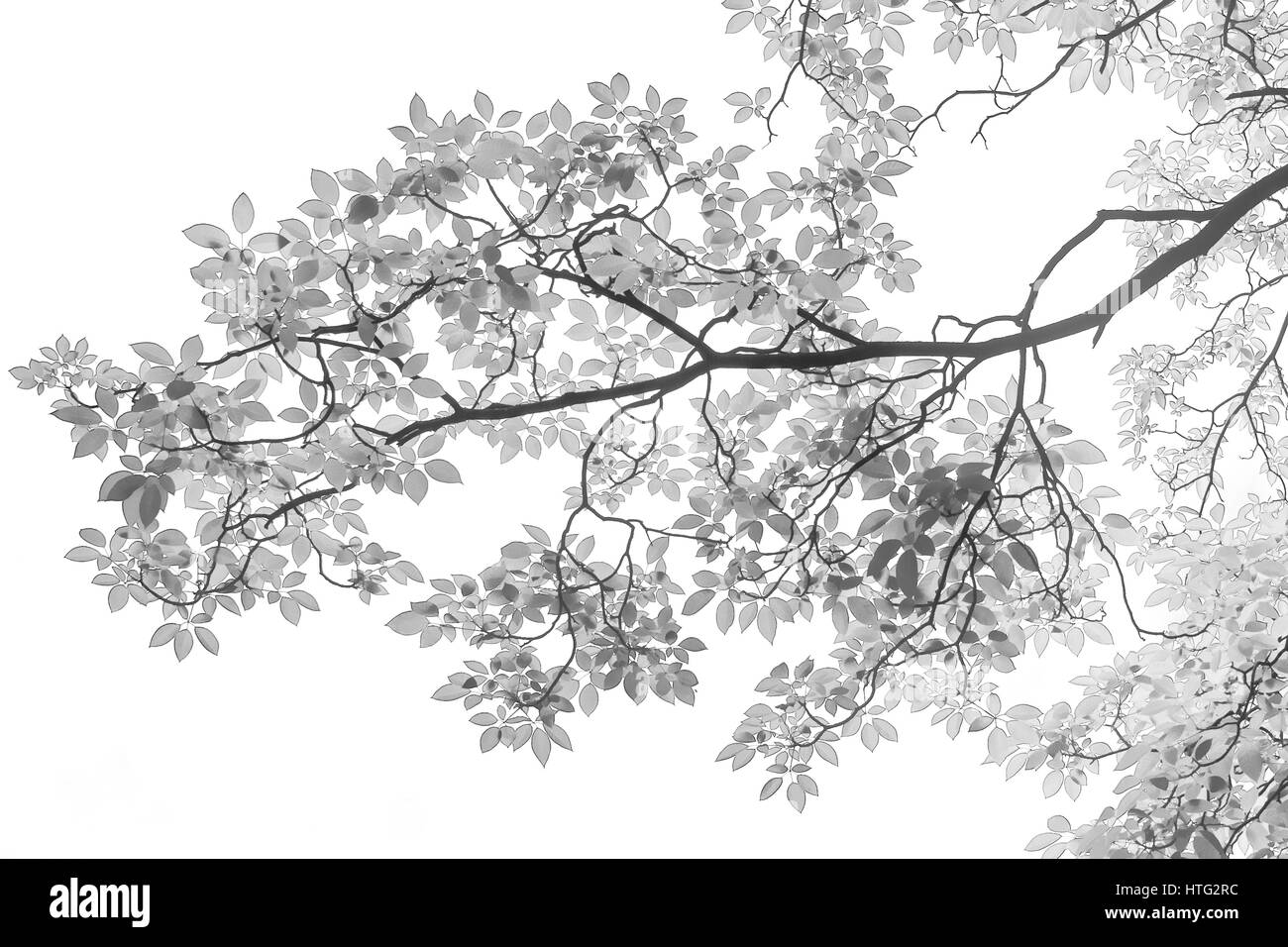 Tree leaves Black and White Stock Photos & Images - Alamy