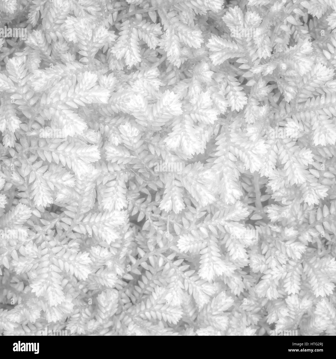 Ornamental plants Black and White Stock Photos & Images - Alamy