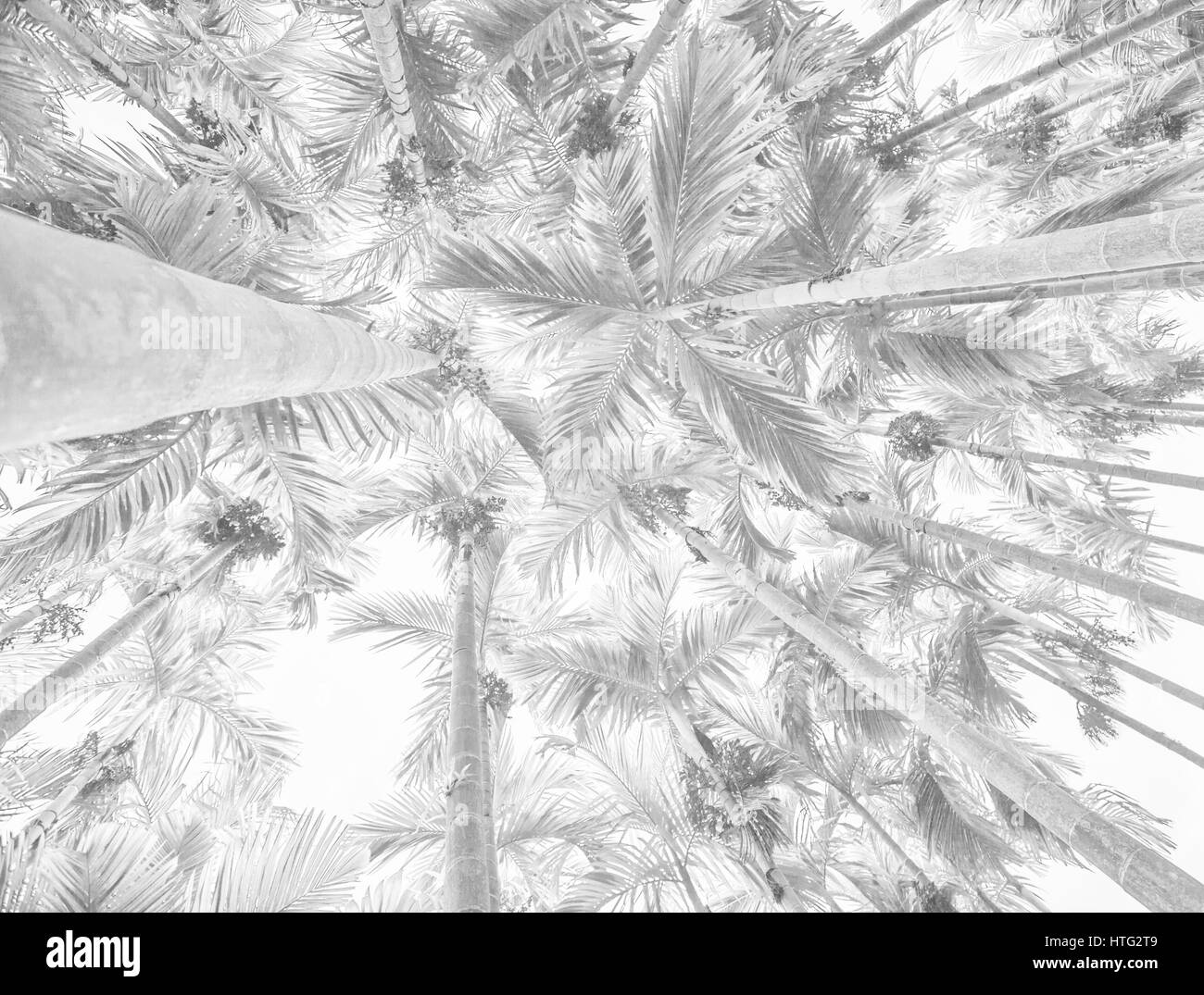 White background texture of palm trees Stock Photo Alamy