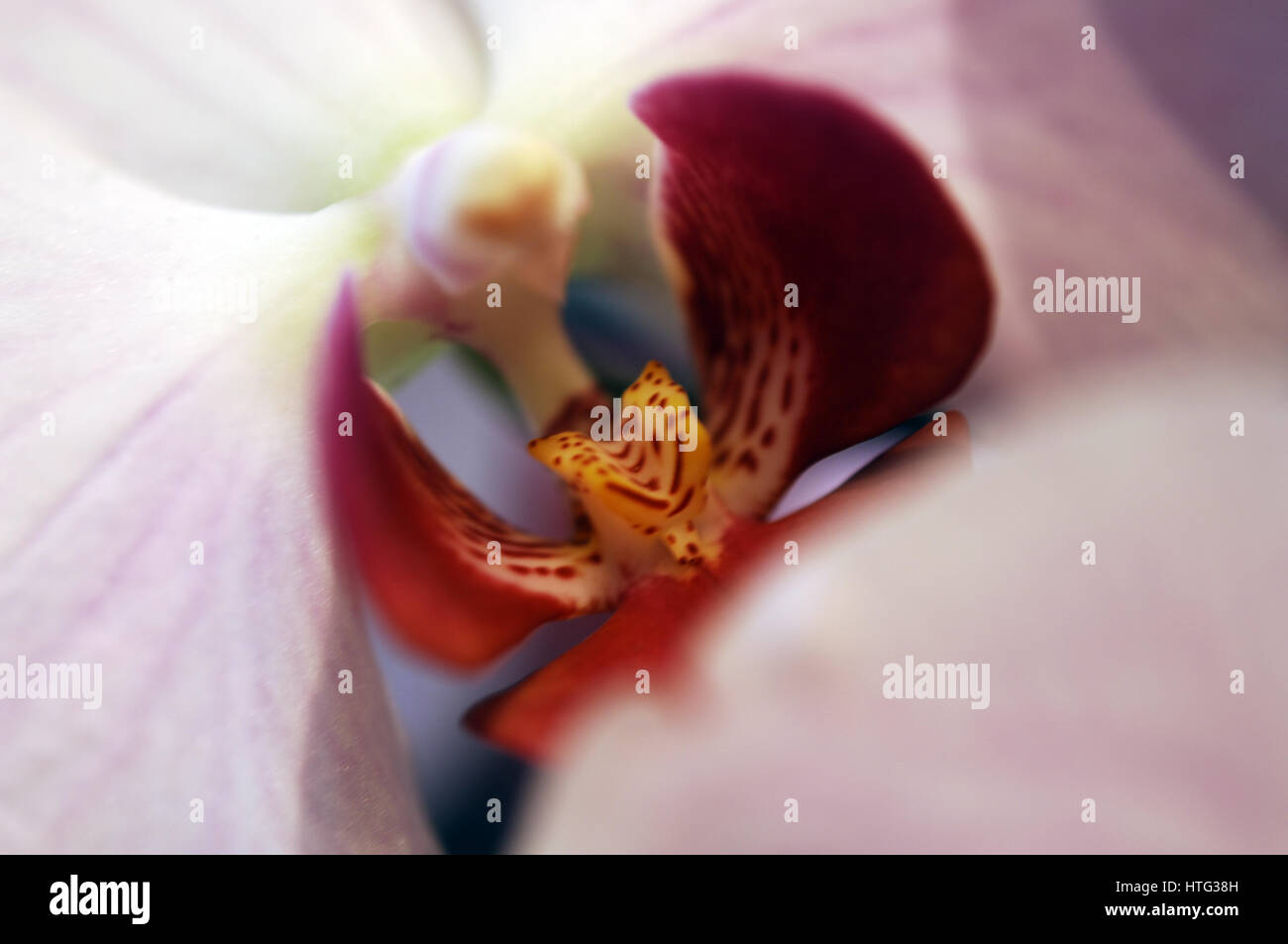 Close-up of a single pale pink Cymbidium flower - orchid Stock Photo