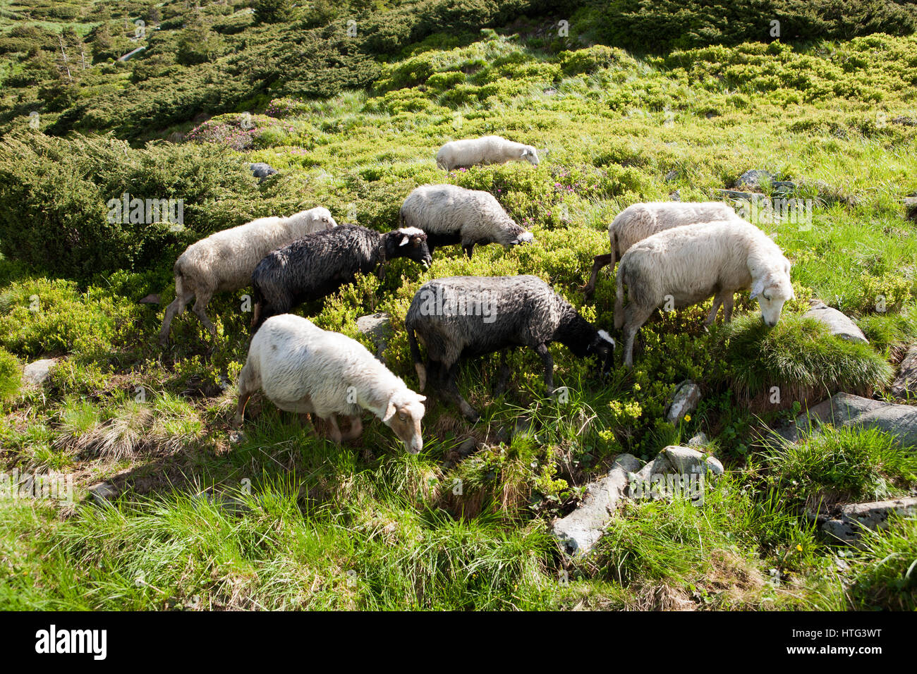 Sheep in the alpine meadows Stock Photo - Alamy