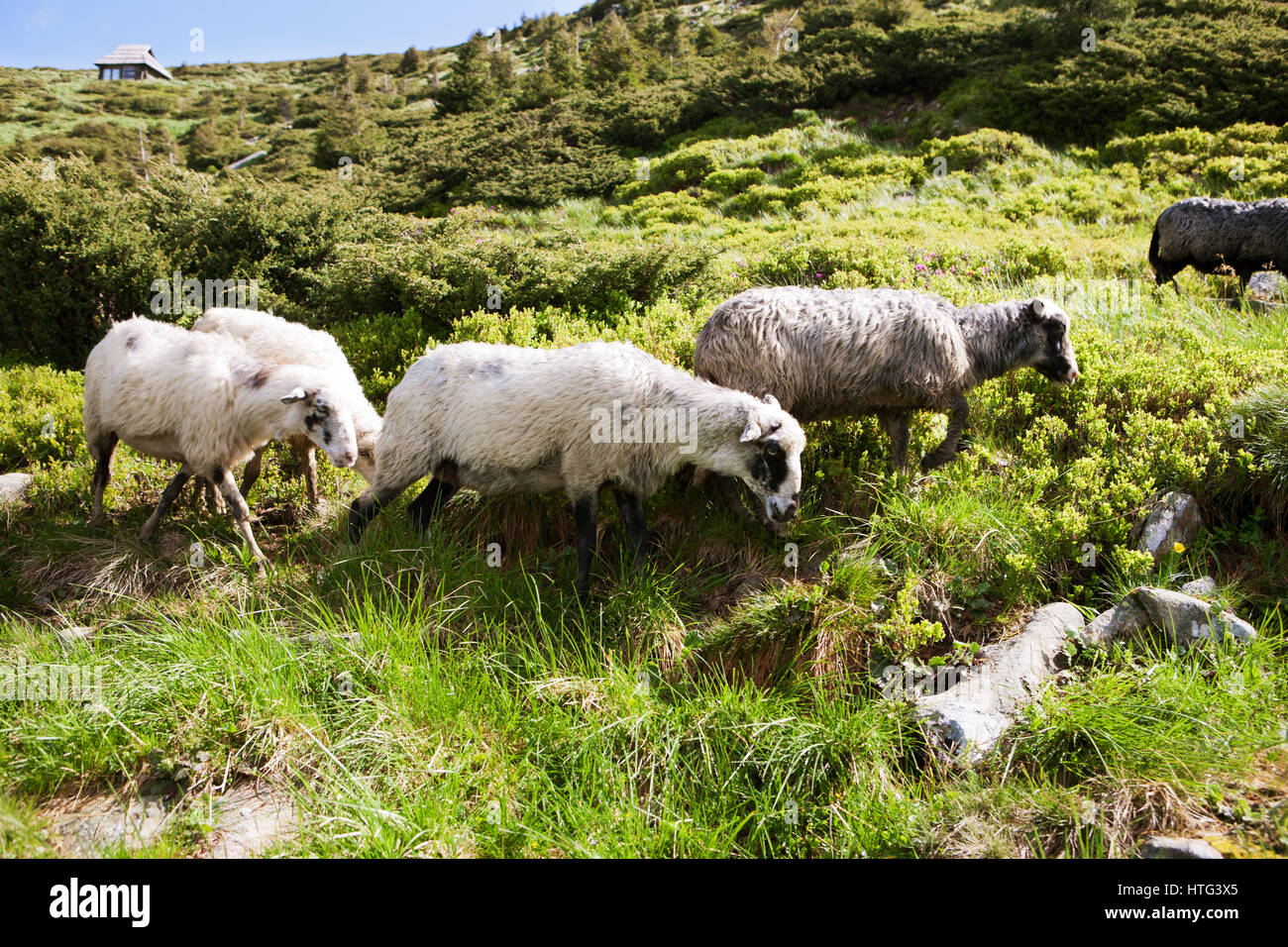 Sheep in the alpine meadows Stock Photo - Alamy
