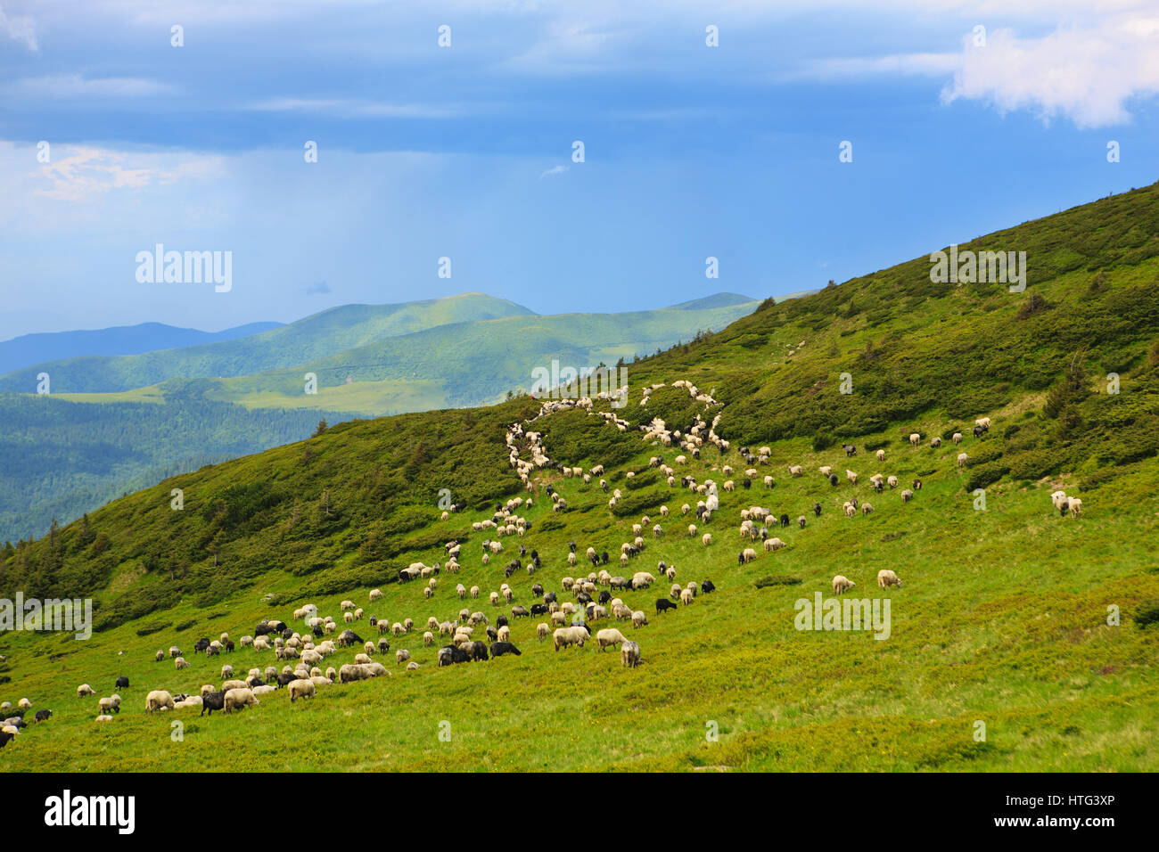 Sheep in the alpine meadows Stock Photo - Alamy