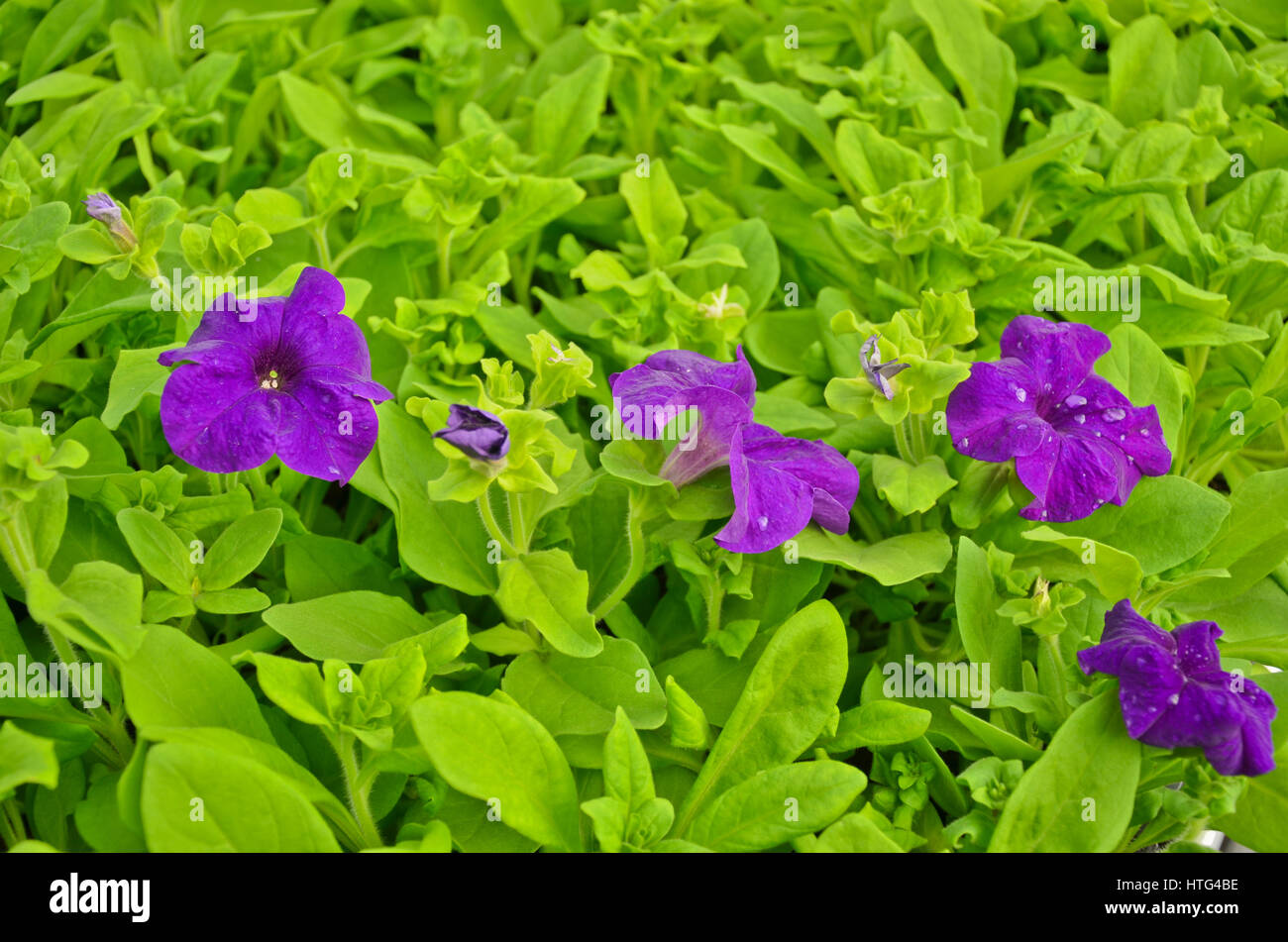 Mass production of plants hi-res stock photography and images - Alamy