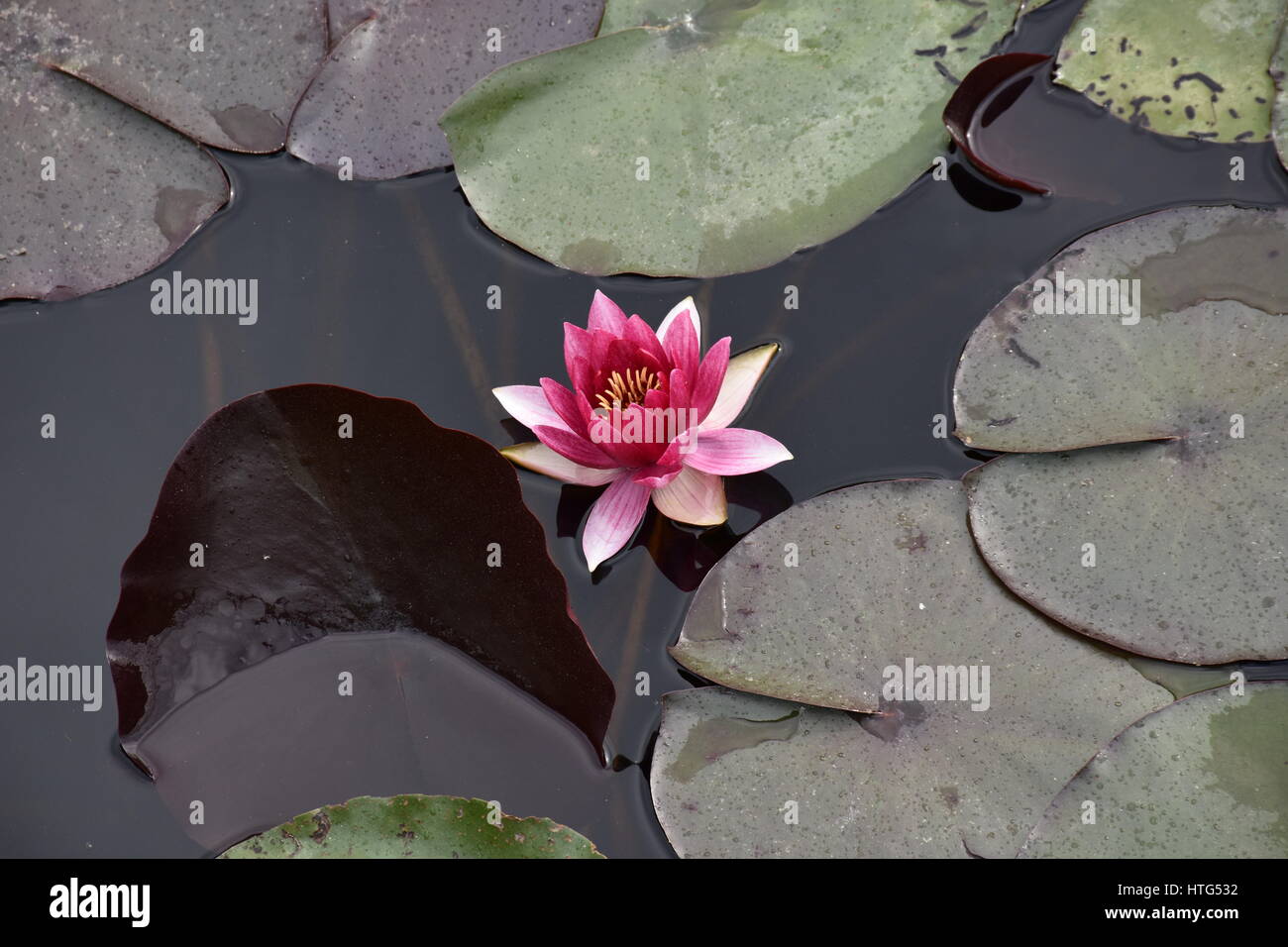 Beautiful Lilly Lotus Flower Floating On Water Stock Photo Alamy