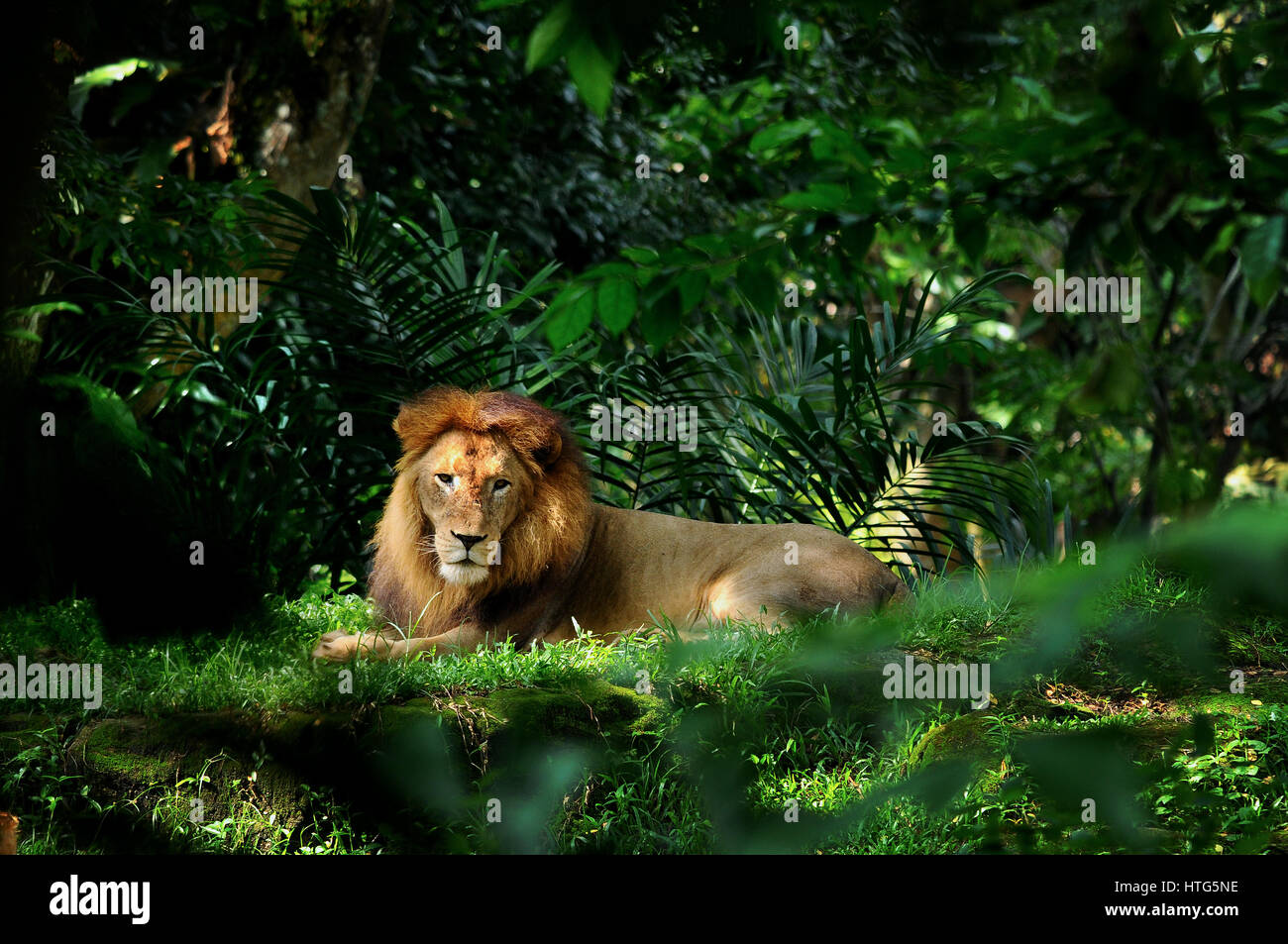 Lion king resting hi-res stock photography and images - Alamy