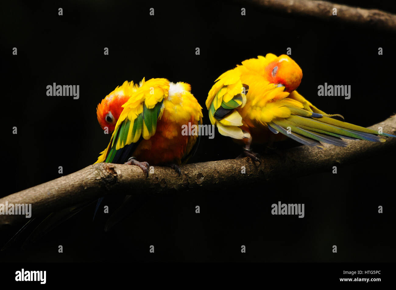 Opposite grooming birds Stock Photo Alamy
