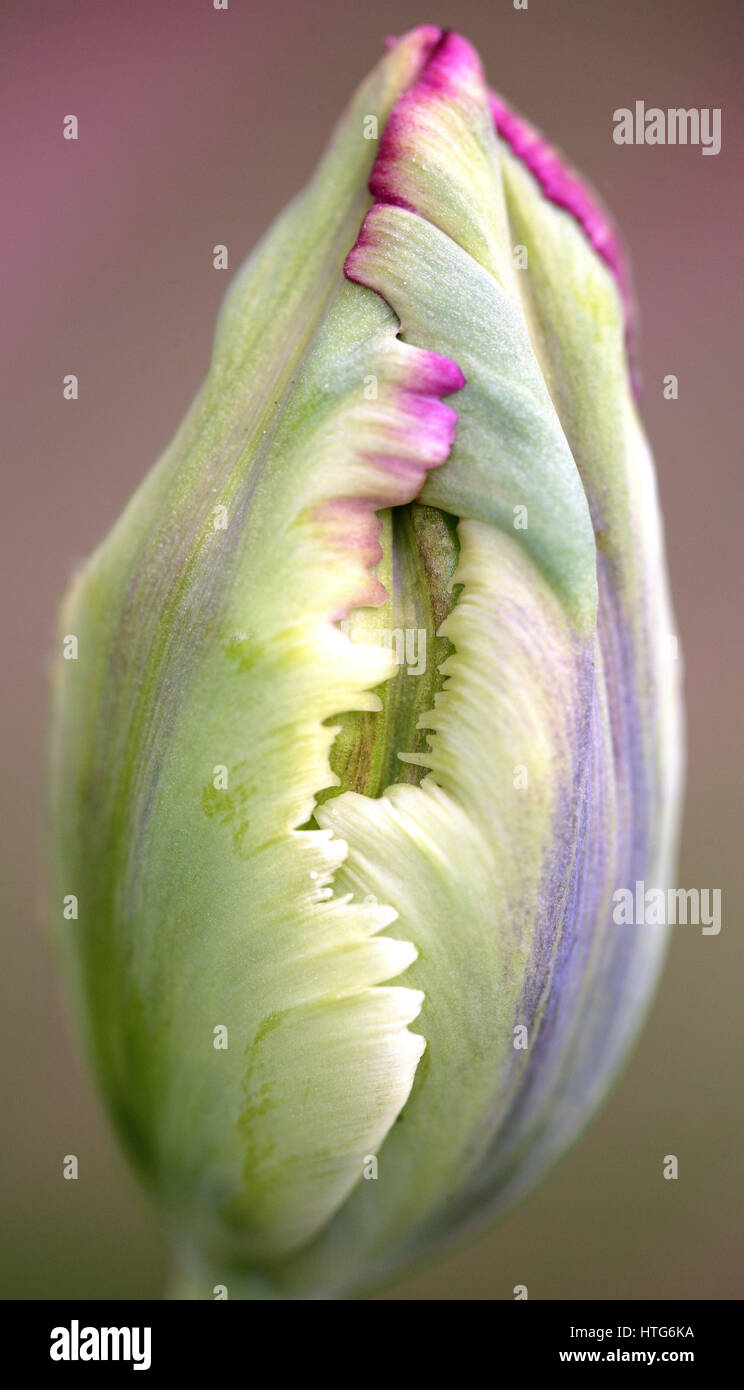 Tulip bud about to open. Interlocking petals ,like  folded fingers or Rodin's Cathedral ,are fringed with colour. Pastel , subtle colours. Close up. Stock Photo