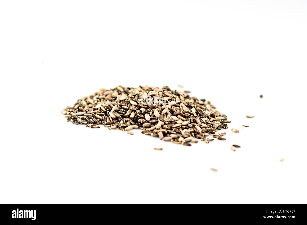Milk Thistle Seed Stock Photo Alamy