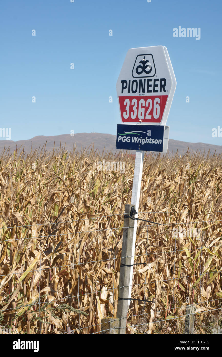 Hybrid maize plant Pioneer 33G26 a genetically modified glyphosate resistantant maize developed by Pioneer Hi-Brd International Stock Photo