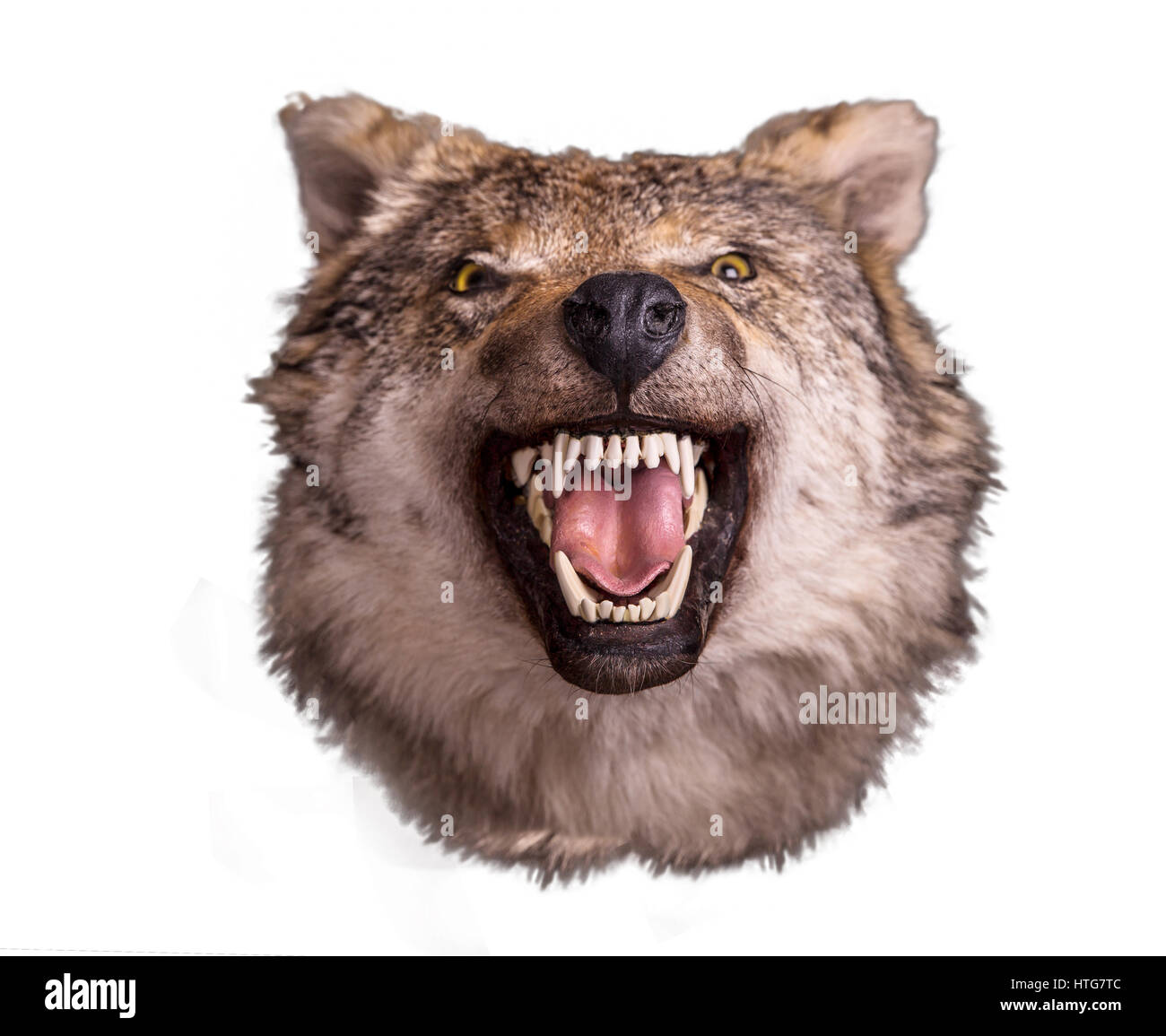Angry Wolf Front View